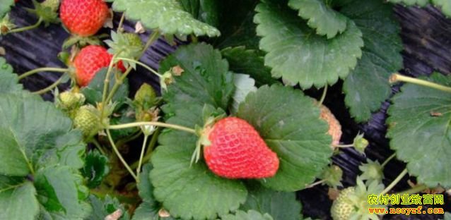 �Ĵ�������Ԫ����ݮ��ֲ�¸�����