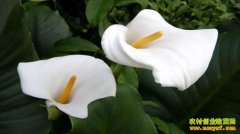 ��������ˮ��ͷ����������ˮ��ͷ��ֲ�¸�·