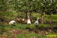 2016�������г�����Ԥ�⣺�⼦��Ӧ����������Ѽ�����Ѻ�ת