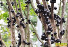 ���챱�������ֲ�����Ѵ�ҵ�¸�