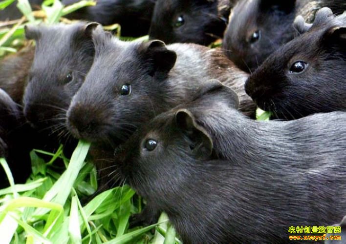 ��������ֳͼƬ