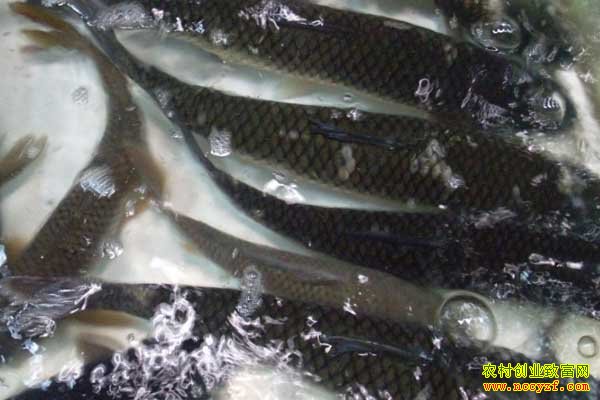 ��ˮ������