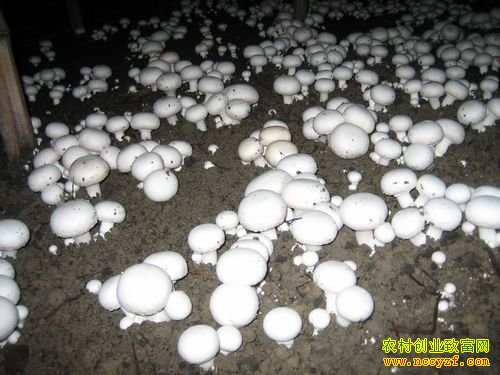 ˫�߹���ֲͼƬ