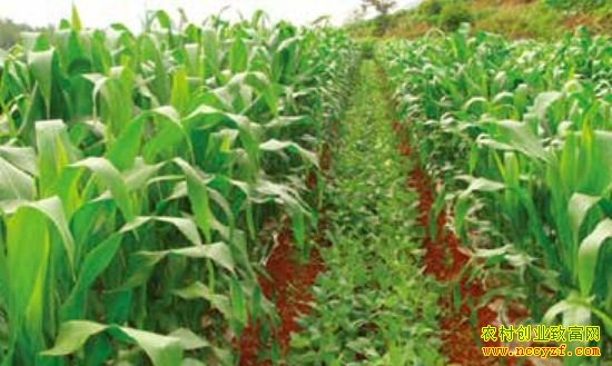 ���괺����ʲô��׬Ǯ��