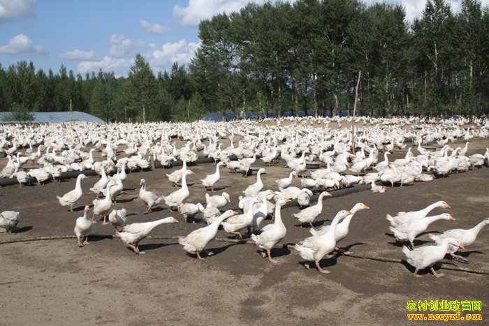 �����ֳǰ��