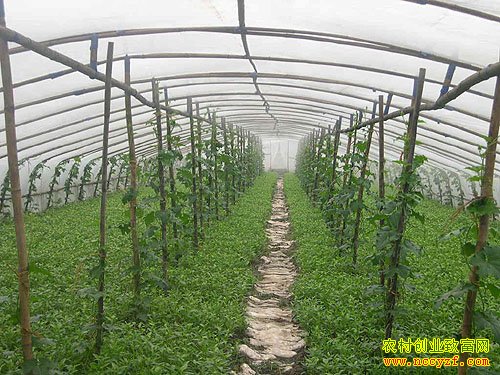 ��ɫ������ֲ