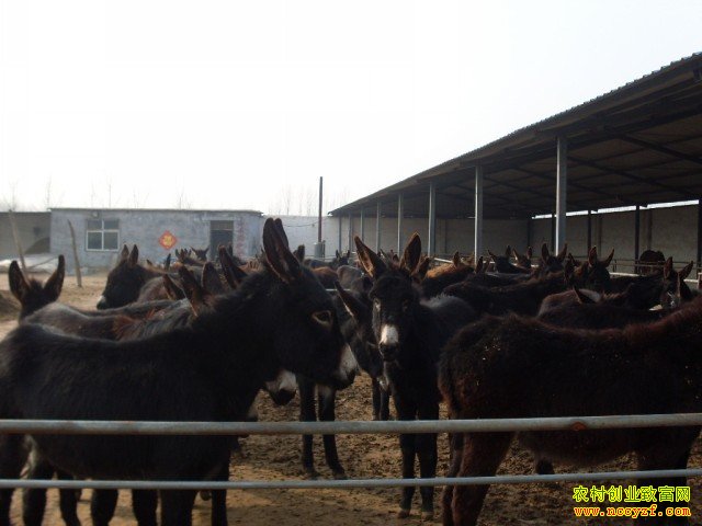 ɽ��۲������������¿�ÿ��¸���