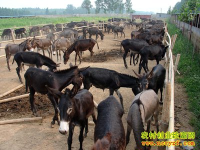 ɽ��۲������������¿�ÿ��¸���