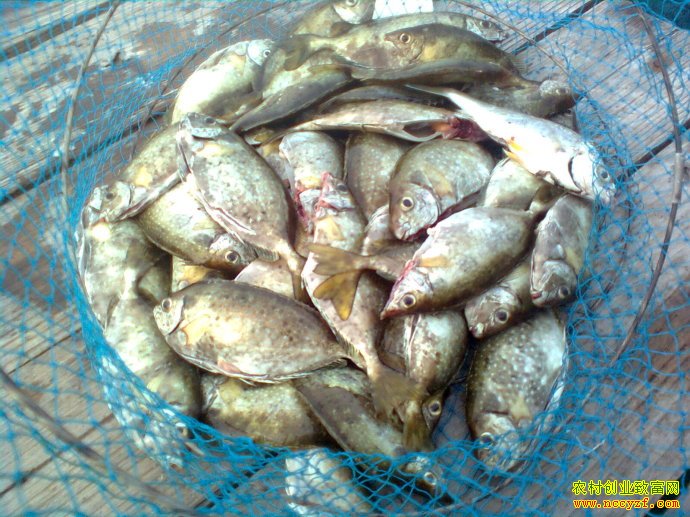 ������ͼƬ