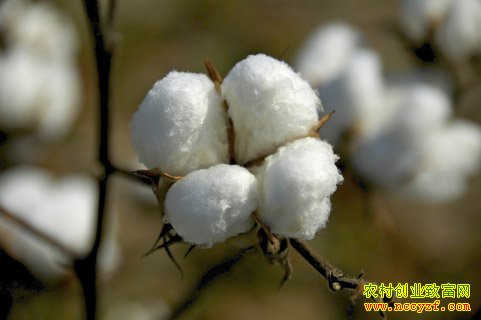 2016���޻��۸����Ʒ���