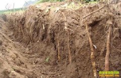 �¸��ð���������������ɽҩ һ������ʮ��