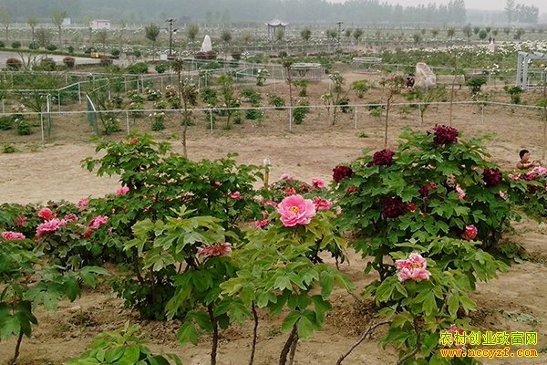 ɽ���������Ŵ彨50����վ��ĵ��һ����������ǧ��