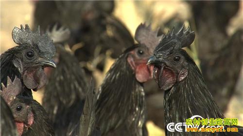 ����������ֳ�����ڼ��¸���