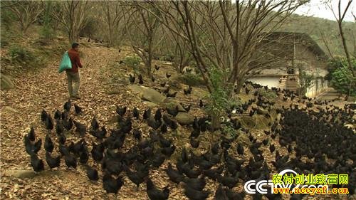 ����������ֳ�����ڼ��¸���