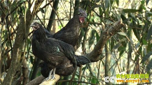 ����������ֳ�����ڼ��¸���