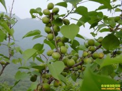 �½�����ⶼ˹��ֲҰɽ�ӳɾ��¸�·