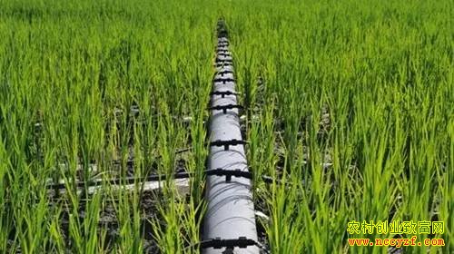 “十三五”规划纲要蕴藏的11个农业致富商机