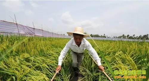 “十三五”规划纲要蕴藏的11个农业致富商机