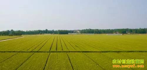 “十三五”规划纲要蕴藏的11个农业致富商机