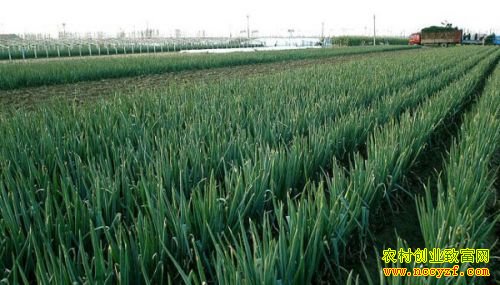 �������������ϴ�����ֲ��������¸�·