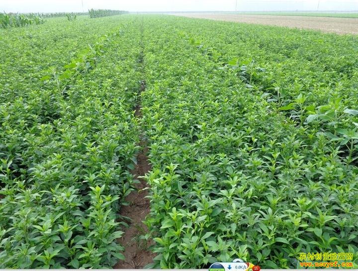 ������ֲ����