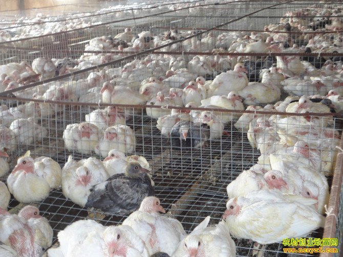 ��ֳ�¸���Ŀ-�����ֳ