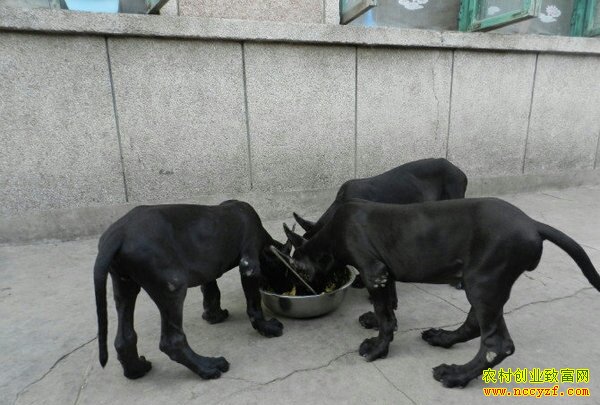 ��ֳ�¸���Ŀ-�⹷��ֳ