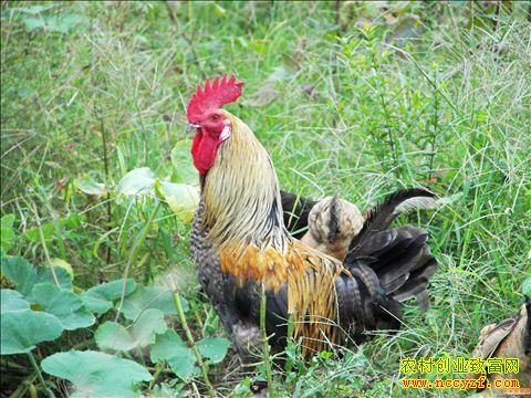 ���Ӽ���ֳ