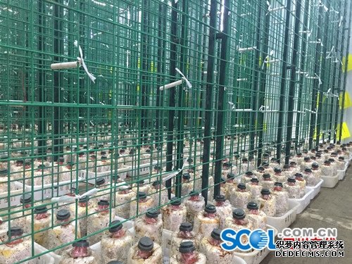 �Ĵ�������˳����ֲʳ�þ����������¸�