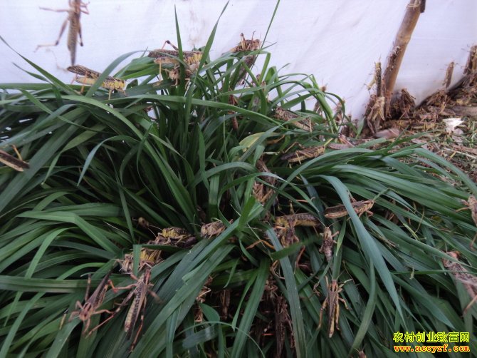 [��������]��ѧ����������ƵĻȳ���ֳ�¸�·