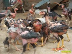 [ÿ��ũ��]�������⼦���۸�ߺ�׬Ǯ