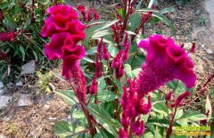 [ũ�����]ҩ�ü��ڻ���ֲ����