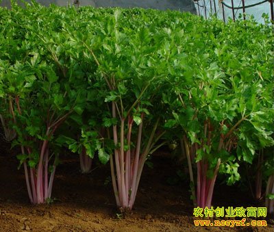 [ũ�����]����1�����༼����Ƶ