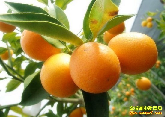 ��˷���ͼƬ