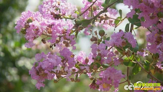 [��ɫʱ��]��ʲô��׬Ǯ�����������֡��Ƹ���