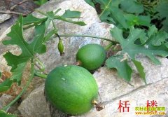 �ӱ��ϺͶ�ǫ������ҩ���컨��Բ�¸���