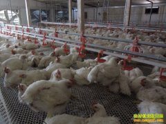 2016���⼦�۸����ƣ��⼦��ҵȫ�淴�� ��ֱ��������Ϯ