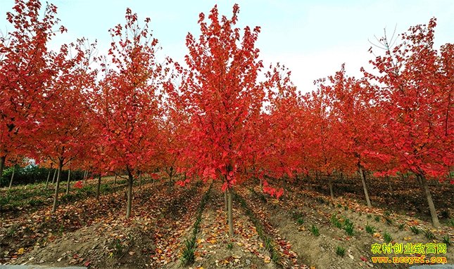 ��Ҷ��ľ��ֲǰ��