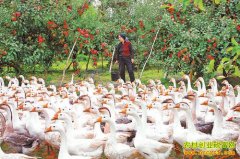 ��԰���죺����������Ч���