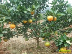 [�Ƽ�Է]�ø���û�д�С��