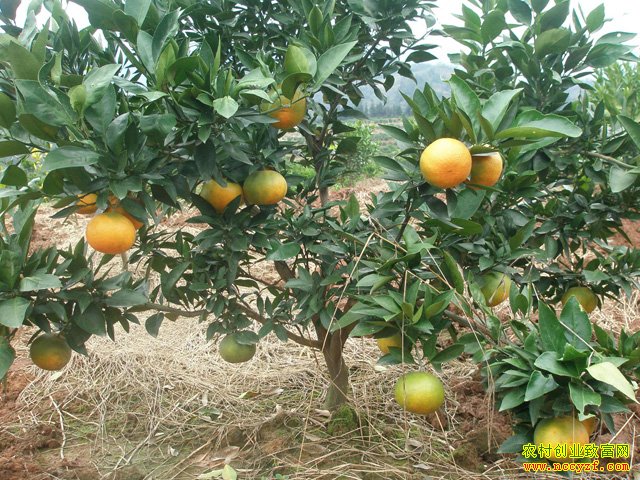 ������ֲ԰ͼƬ