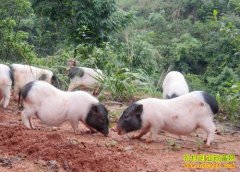 [ÿ��ũ��]������΢�ͼ��͵±��������г���������