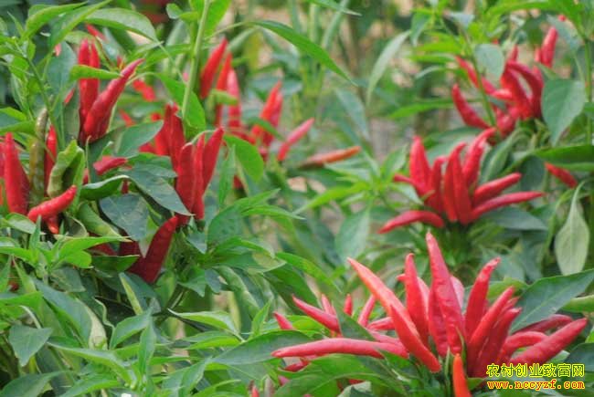 �㶫������ѩ������15����н�������������¸���ͷ��