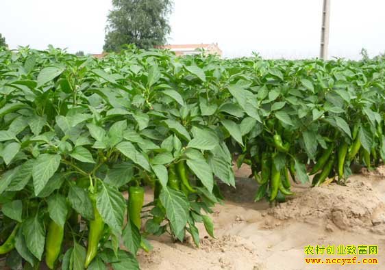 �㶫������ѩ������15����н�������������¸���ͷ��