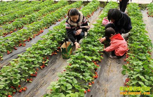 ������Ҵ��ѩ÷�����ֲ�ݮ��ҵ�¸������辶