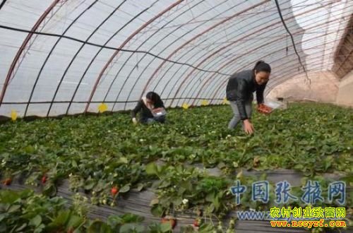 ������Ҵ��ѩ÷�����ֲ�ݮ��ҵ�¸������辶