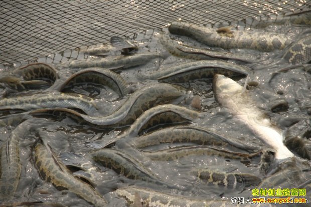 ������ֳ