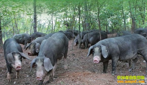 ������ֳ