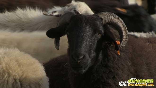 [�¸���]����۸�ȫ���:˹�϶������ڹ����¸���Ƶ