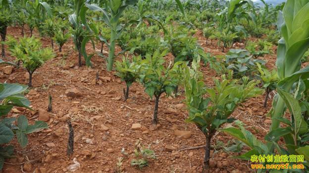 �Ĵ������л����ֲħ��߿����¸�����